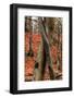 Autumnal foliage in the forest-By-Framed Photographic Print