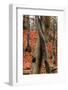 Autumnal foliage in the forest-By-Framed Photographic Print