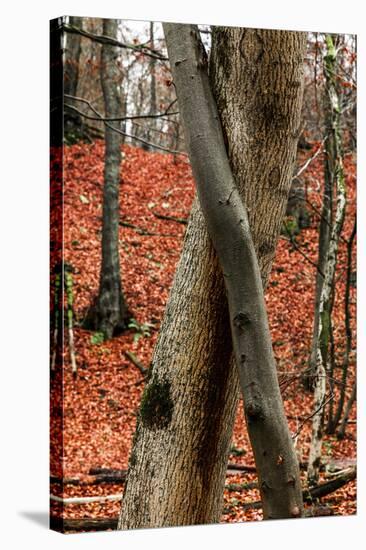 Autumnal foliage in the forest-By-Stretched Canvas