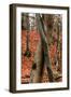 Autumnal foliage in the forest-By-Framed Photographic Print