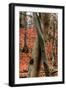 Autumnal foliage in the forest-By-Framed Photographic Print