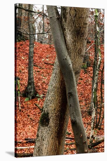 Autumnal foliage in the forest-By-Stretched Canvas