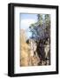 Autumnal Forest and White Rock,Ojcowski National Park, Ojcow, Poland-Curioso Travel Photography-Framed Photographic Print