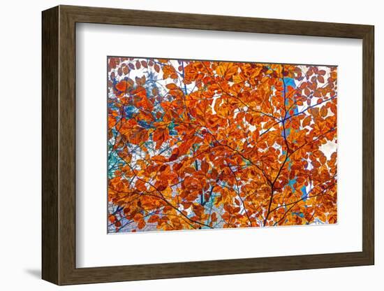 Autumnal forest, Kastel-Staadt, Rhineland-Palatinate (Rheinland-Pfalz), Germany, Europe-Hans-Peter Merten-Framed Photographic Print