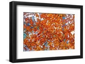 Autumnal forest, Kastel-Staadt, Rhineland-Palatinate (Rheinland-Pfalz), Germany, Europe-Hans-Peter Merten-Framed Photographic Print