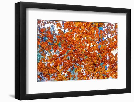 Autumnal forest, Kastel-Staadt, Rhineland-Palatinate (Rheinland-Pfalz), Germany, Europe-Hans-Peter Merten-Framed Photographic Print