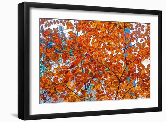 Autumnal forest, Kastel-Staadt, Rhineland-Palatinate (Rheinland-Pfalz), Germany, Europe-Hans-Peter Merten-Framed Photographic Print