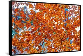 Autumnal forest, Kastel-Staadt, Rhineland-Palatinate (Rheinland-Pfalz), Germany, Europe-Hans-Peter Merten-Framed Stretched Canvas