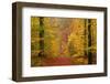 Autumnal forest, Kastel-Staadt, Rhineland-Palatinate (Rheinland-Pfalz), Germany, Europe-Hans-Peter Merten-Framed Photographic Print