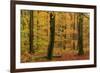 Autumnal forest, Kastel-Staadt, Rhineland-Palatinate (Rheinland-Pfalz), Germany, Europe-Hans-Peter Merten-Framed Photographic Print