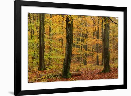 Autumnal forest, Kastel-Staadt, Rhineland-Palatinate (Rheinland-Pfalz), Germany, Europe-Hans-Peter Merten-Framed Photographic Print