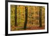 Autumnal forest, Kastel-Staadt, Rhineland-Palatinate (Rheinland-Pfalz), Germany, Europe-Hans-Peter Merten-Framed Photographic Print