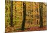 Autumnal forest, Kastel-Staadt, Rhineland-Palatinate (Rheinland-Pfalz), Germany, Europe-Hans-Peter Merten-Mounted Photographic Print