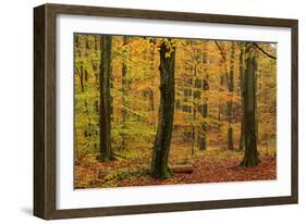 Autumnal forest, Kastel-Staadt, Rhineland-Palatinate (Rheinland-Pfalz), Germany, Europe-Hans-Peter Merten-Framed Photographic Print