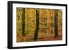 Autumnal forest, Kastel-Staadt, Rhineland-Palatinate (Rheinland-Pfalz), Germany, Europe-Hans-Peter Merten-Framed Photographic Print