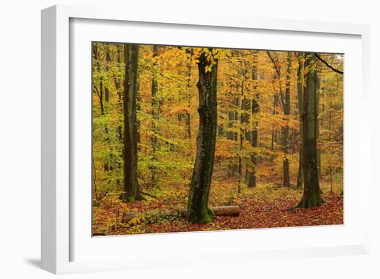 Autumnal forest, Kastel-Staadt, Rhineland-Palatinate (Rheinland-Pfalz), Germany, Europe-Hans-Peter Merten-Framed Photographic Print