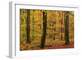 Autumnal forest, Kastel-Staadt, Rhineland-Palatinate (Rheinland-Pfalz), Germany, Europe-Hans-Peter Merten-Framed Photographic Print