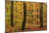 Autumnal forest, Kastel-Staadt, Rhineland-Palatinate (Rheinland-Pfalz), Germany, Europe-Hans-Peter Merten-Mounted Photographic Print