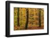 Autumnal forest, Kastel-Staadt, Rhineland-Palatinate (Rheinland-Pfalz), Germany, Europe-Hans-Peter Merten-Framed Photographic Print