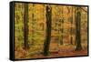 Autumnal forest, Kastel-Staadt, Rhineland-Palatinate (Rheinland-Pfalz), Germany, Europe-Hans-Peter Merten-Framed Stretched Canvas