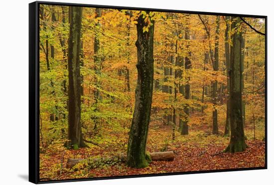 Autumnal forest, Kastel-Staadt, Rhineland-Palatinate (Rheinland-Pfalz), Germany, Europe-Hans-Peter Merten-Framed Stretched Canvas