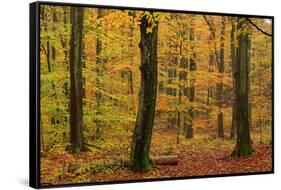 Autumnal forest, Kastel-Staadt, Rhineland-Palatinate (Rheinland-Pfalz), Germany, Europe-Hans-Peter Merten-Framed Stretched Canvas