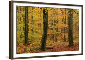 Autumnal forest, Kastel-Staadt, Rhineland-Palatinate (Rheinland-Pfalz), Germany, Europe-Hans-Peter Merten-Framed Photographic Print