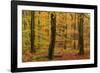 Autumnal forest, Kastel-Staadt, Rhineland-Palatinate (Rheinland-Pfalz), Germany, Europe-Hans-Peter Merten-Framed Photographic Print