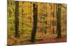 Autumnal forest, Kastel-Staadt, Rhineland-Palatinate (Rheinland-Pfalz), Germany, Europe-Hans-Peter Merten-Mounted Photographic Print