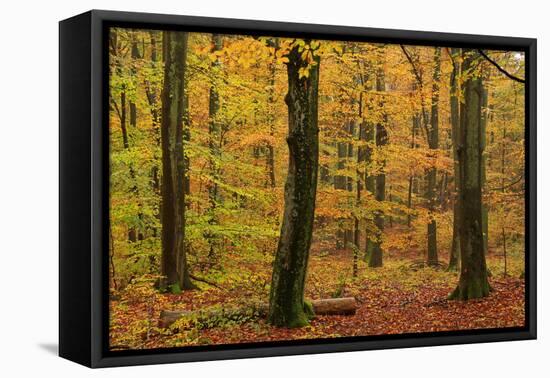 Autumnal forest, Kastel-Staadt, Rhineland-Palatinate (Rheinland-Pfalz), Germany, Europe-Hans-Peter Merten-Framed Stretched Canvas
