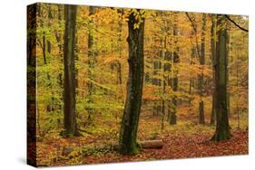 Autumnal forest, Kastel-Staadt, Rhineland-Palatinate (Rheinland-Pfalz), Germany, Europe-Hans-Peter Merten-Stretched Canvas