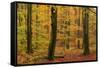 Autumnal forest, Kastel-Staadt, Rhineland-Palatinate (Rheinland-Pfalz), Germany, Europe-Hans-Peter Merten-Framed Stretched Canvas