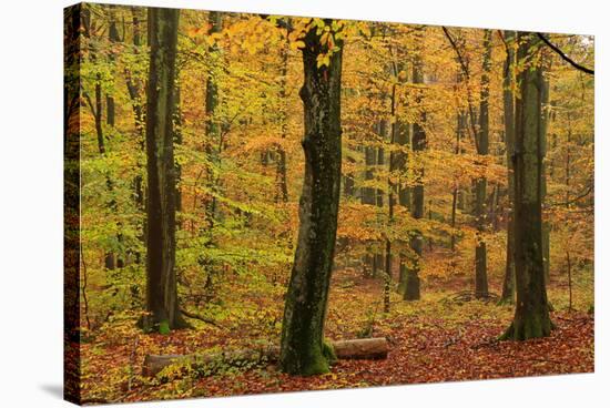 Autumnal forest, Kastel-Staadt, Rhineland-Palatinate (Rheinland-Pfalz), Germany, Europe-Hans-Peter Merten-Stretched Canvas