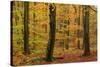 Autumnal forest, Kastel-Staadt, Rhineland-Palatinate (Rheinland-Pfalz), Germany, Europe-Hans-Peter Merten-Stretched Canvas