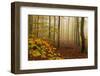 Autumnal forest, Kastel-Staadt, Rhineland-Palatinate (Rheinland-Pfalz), Germany, Europe-Hans-Peter Merten-Framed Photographic Print