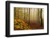 Autumnal forest, Kastel-Staadt, Rhineland-Palatinate (Rheinland-Pfalz), Germany, Europe-Hans-Peter Merten-Framed Photographic Print