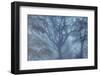 Autumnal forest, Kastel-Staadt, Rhineland-Palatinate (Rheinland-Pfalz), Germany, Europe-Hans-Peter Merten-Framed Photographic Print