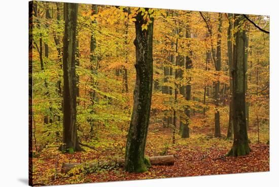 Autumnal forest, Kastel-Staadt, Rhineland-Palatinate (Rheinland-Pfalz), Germany, Europe-Hans-Peter Merten-Stretched Canvas