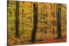 Autumnal forest, Kastel-Staadt, Rhineland-Palatinate (Rheinland-Pfalz), Germany, Europe-Hans-Peter Merten-Stretched Canvas