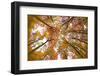 Autumnal forest near Kastel-Staadt, Rhineland-Palatinate, Germany, Europe-Hans-Peter Merten-Framed Photographic Print