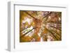 Autumnal forest near Kastel-Staadt, Rhineland-Palatinate, Germany, Europe-Hans-Peter Merten-Framed Photographic Print