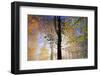 Autumnal forest near Kastel-Staadt, Rhineland-Palatinate, Germany, Europe-Hans-Peter Merten-Framed Photographic Print