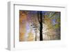 Autumnal forest near Kastel-Staadt, Rhineland-Palatinate, Germany, Europe-Hans-Peter Merten-Framed Photographic Print