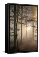 Autumnal forest near Kastel-Staadt, Rhineland-Palatinate, Germany, Europe-Hans-Peter Merten-Framed Stretched Canvas