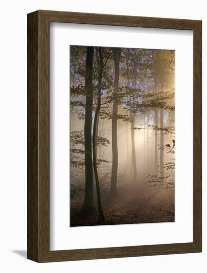 Autumnal forest near Kastel-Staadt, Rhineland-Palatinate, Germany, Europe-Hans-Peter Merten-Framed Photographic Print