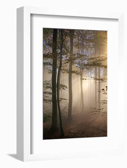 Autumnal forest near Kastel-Staadt, Rhineland-Palatinate, Germany, Europe-Hans-Peter Merten-Framed Photographic Print