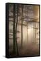 Autumnal forest near Kastel-Staadt, Rhineland-Palatinate, Germany, Europe-Hans-Peter Merten-Framed Stretched Canvas