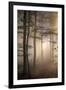 Autumnal forest near Kastel-Staadt, Rhineland-Palatinate, Germany, Europe-Hans-Peter Merten-Framed Photographic Print