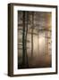 Autumnal forest near Kastel-Staadt, Rhineland-Palatinate, Germany, Europe-Hans-Peter Merten-Framed Photographic Print