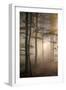 Autumnal forest near Kastel-Staadt, Rhineland-Palatinate, Germany, Europe-Hans-Peter Merten-Framed Photographic Print